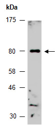 ZNF143 Antibody Western (Abiocode)