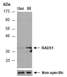 arabidopsis RAD51 Antibody Western (Abiocode)