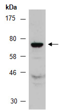 CPEB3 Antibody Western (Abiocode)