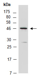 LIS1 Antibody Western (Abiocode)