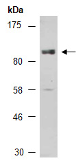 PDE10A Antibody Western (Abiocode)