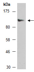 PIRB Antibody Western (Abiocode)