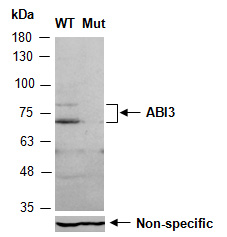 WB Antibody ABI3 (Abiocode)