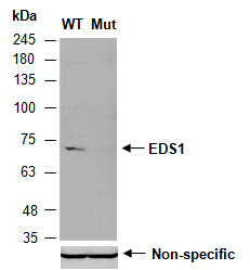 EDS1 Antibody Western (Abiocode)