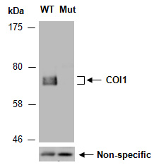 COI1 Antibody Western (Abiocode)