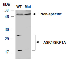 ASK1 SKP1A Antibody Western (Abiocode)