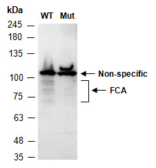 FCA Antibody Western (Abiocode)