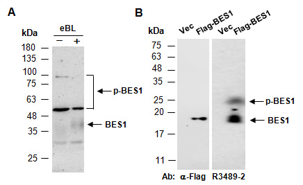 BES1 Antibody Western (Abiocode)