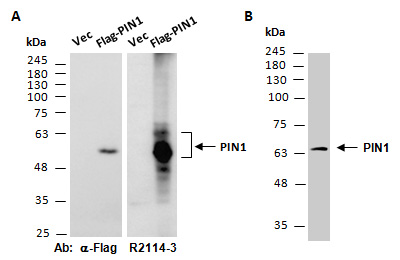 PIN1 Antibody Western (Abiocode)