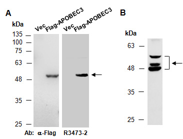 APOBEC3 Antibody Western (Abiocode)