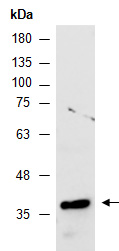 STK19 Antibody Western (Abiocode)