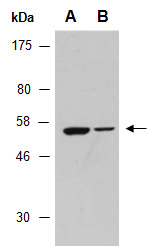 LDB1 Antibody Western (Abiocode)