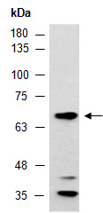 SELE E-selectin Antibody Western (Abiocode)