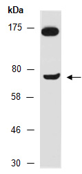 TBX2 Antibody Western (Abiocode)