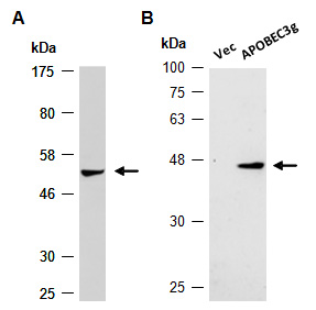 APOBEC3g Antibody Western (Abiocode)