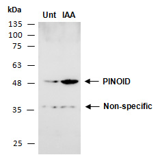 PINOID PID Antibody Western (Abiocode)