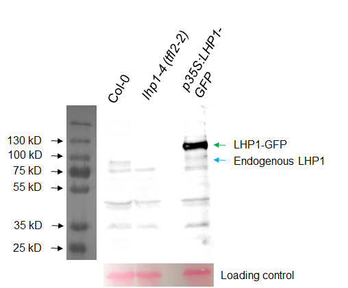 LHP1 Antibody Western (Abiocode)