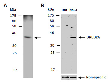 DREB2A Antibody Western (Abiocode)