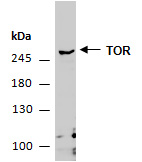 TOR Antibody Western (Abiocode)