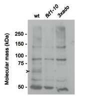 FKF1 ADO3 Antibody Western (Abiocode)