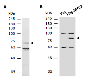 MYC2 Antibody Western (Abiocode)