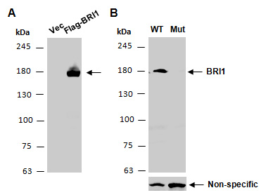 Bri1 Antibody Western (Abiocode)