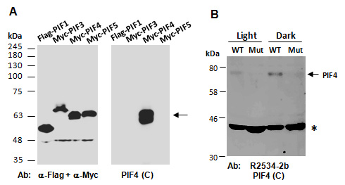 PIF4 Antibody Western (Abiocode)