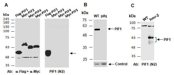 PIF1 Antibody Western (Abiocode)