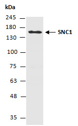 SNC1 Antibody Western (Abiocode)