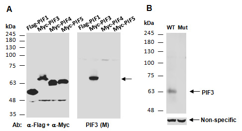 PIF3 Antibody Western (Abiocode)