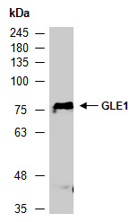 GLE1 Antibody Western (Abiocode)