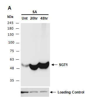 SGT1 (UGT74F2) Antibody Western (Abiocode)
