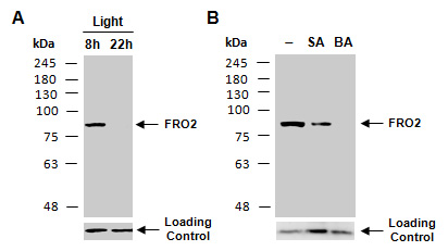 FRO2 Antibody Western (Abiocode)