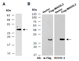 MAD2L2 REV7 Antibody Western (Abiocode)