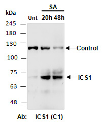ICS1 (SID2) Antibody Western (Abiocode)
