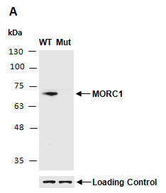 MORC1 Antibody Western (Abiocode)