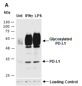 PD-L1 (PDL1) Antibody Western (Abiocode)