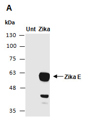 Zika Virus E protein Antibody Western (Abiocode)