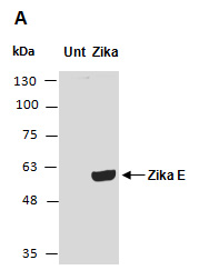 Zika Virus E Protein Antibody Western (Abiocode)