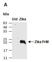 Zika Virus M PrM protein Antibody Western (Abiocode)