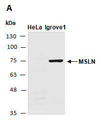MSLN/MPF antibody Western (Abiocode)