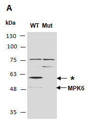 MPK6 Antibody Western (Abiocode)