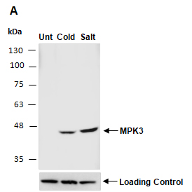 MPK3 Antibody Western (Abiocode)