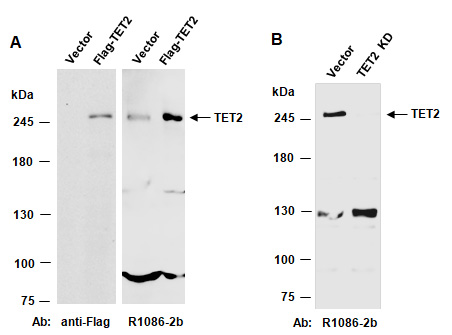 TET2 Antibody Western (Abiocode)